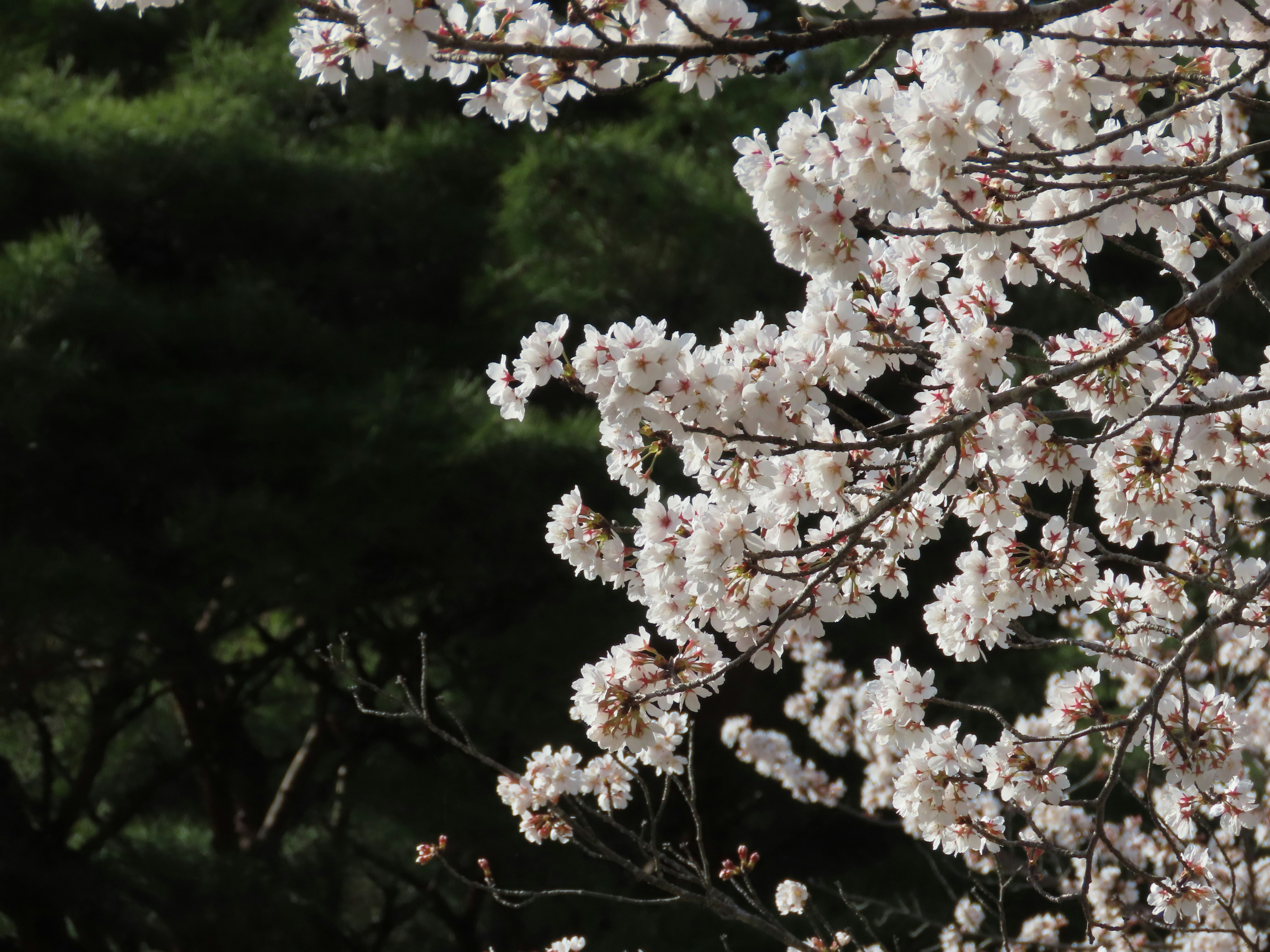 Photo by naturalphotos08