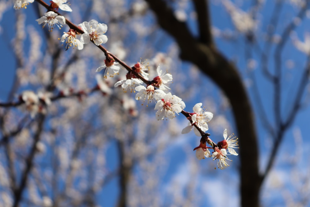 a branch of a tree with white flowers