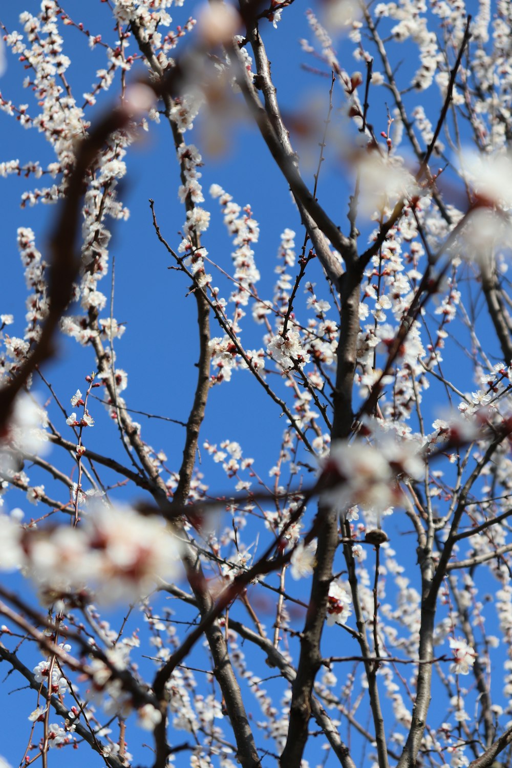 the branches of a tree with white flowers against a blue sky