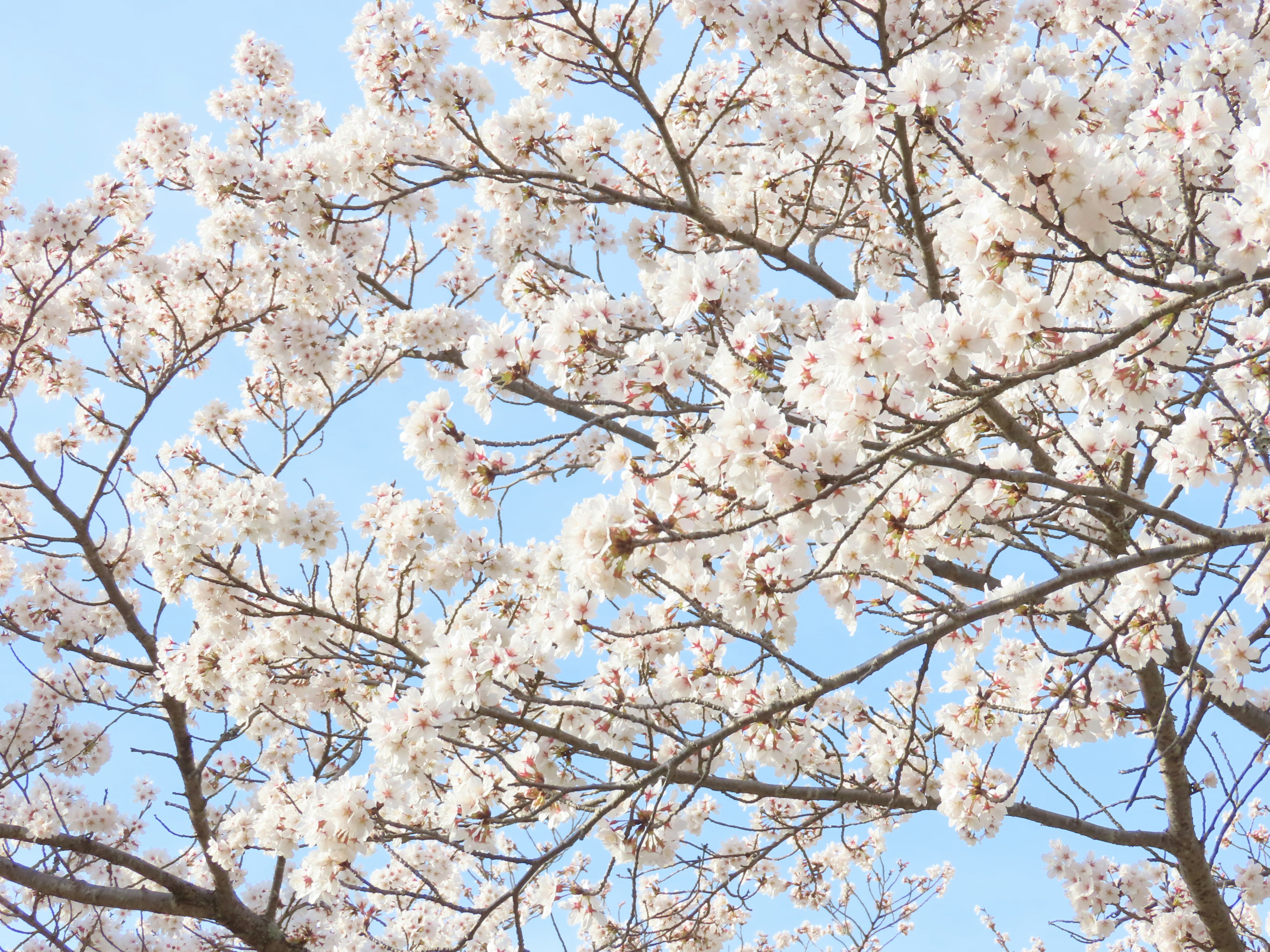 Photo by naturalphotos08