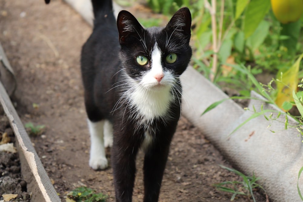 a black and white cat walking down a path