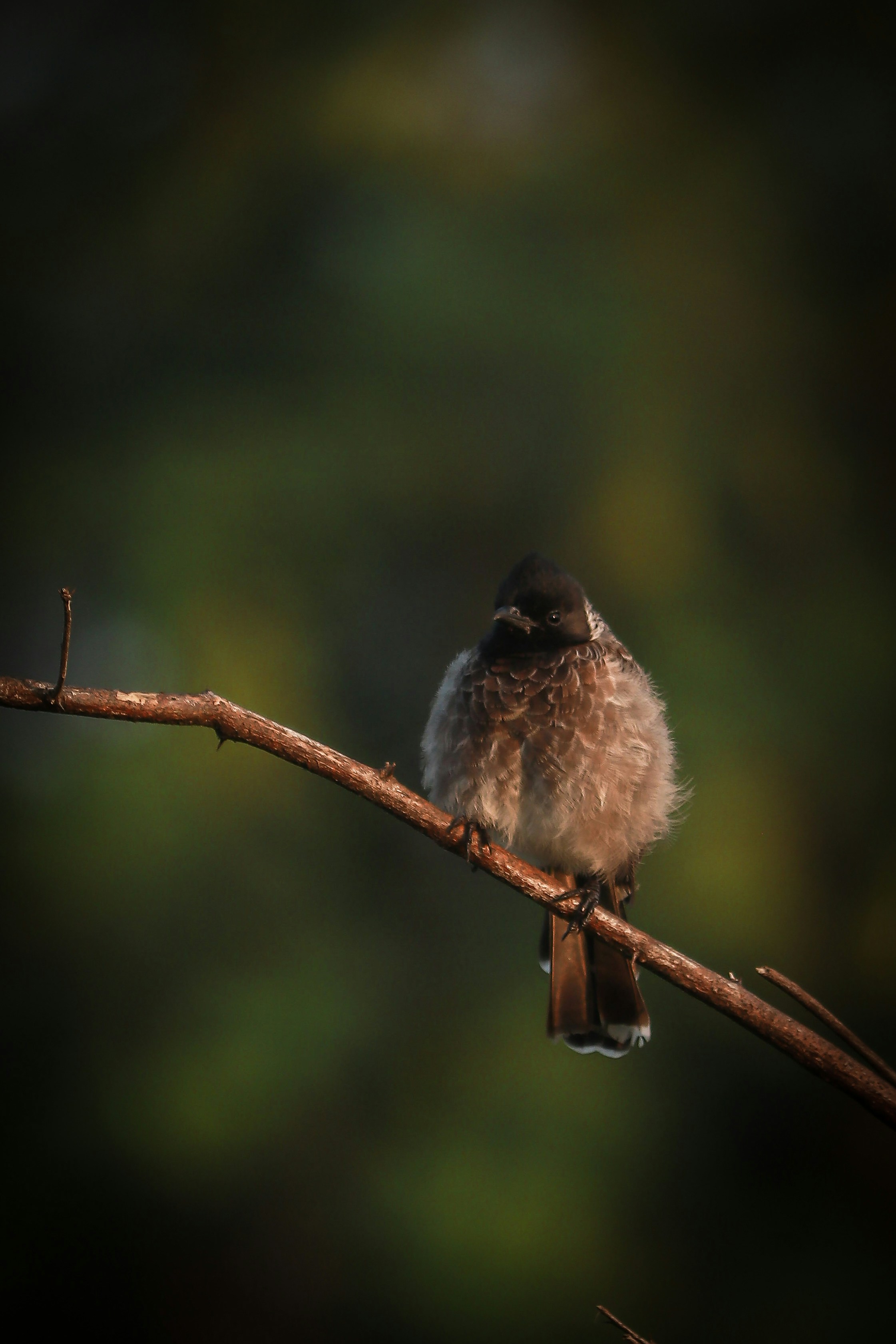 un petit oiseau assis au sommet d’une branche d’arbre