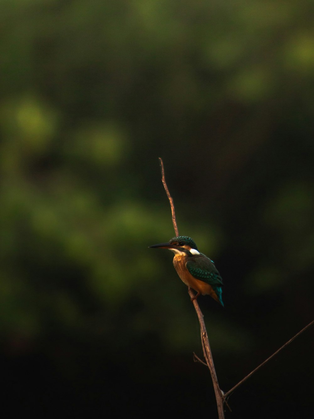 a colorful bird perched on a thin branch