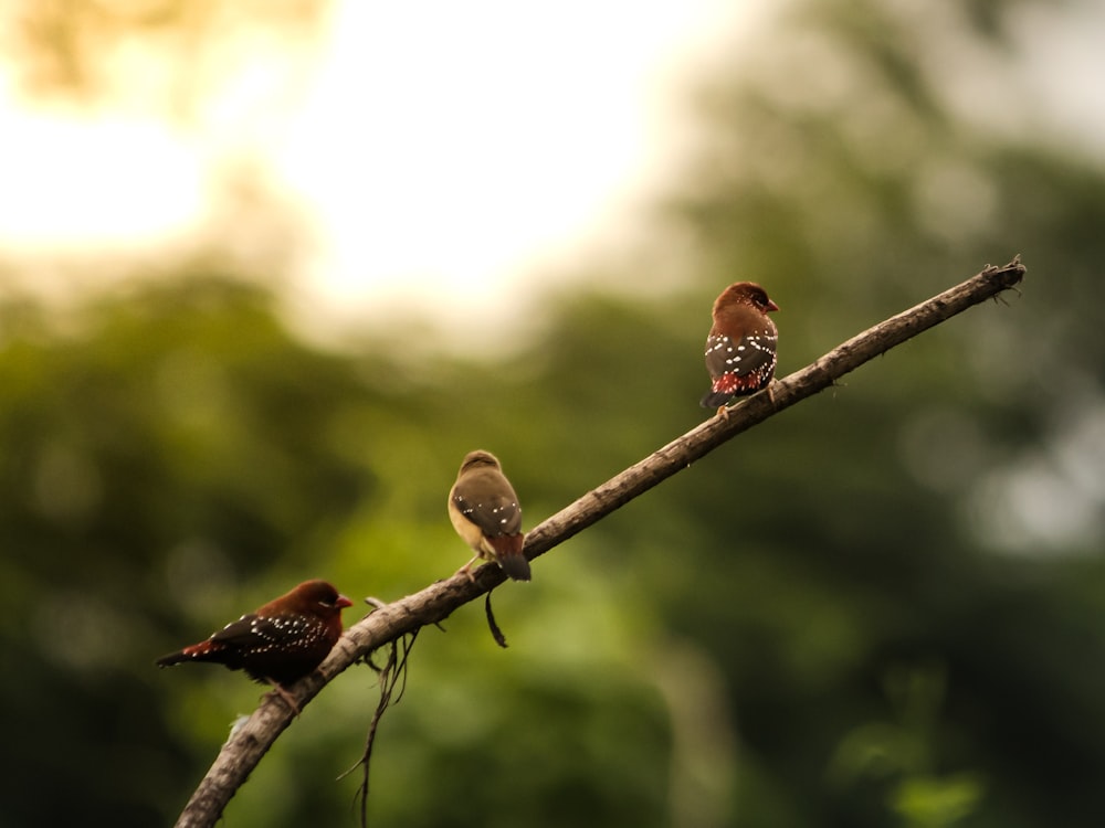 a couple of birds sitting on top of a tree branch