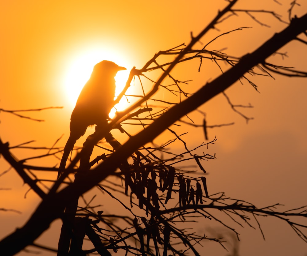 a bird sitting on a tree branch at sunset