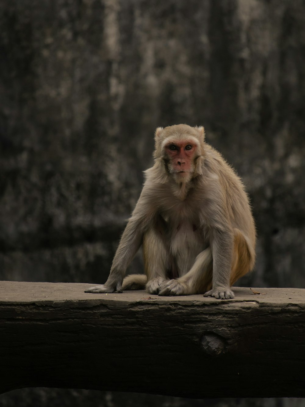 a monkey is sitting on a wooden plank
