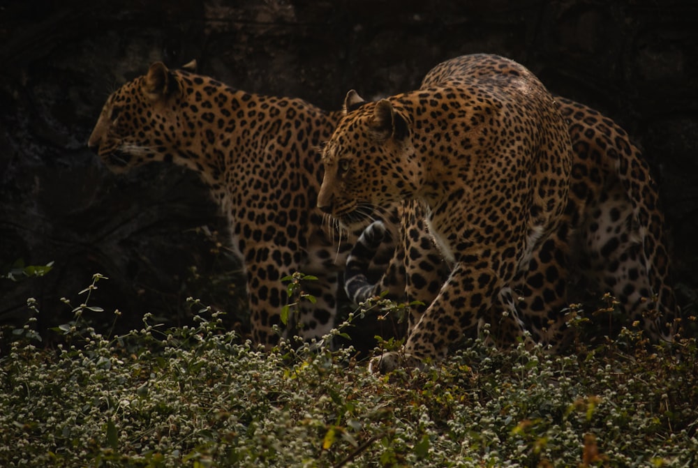 two large leopards walking through a grassy area