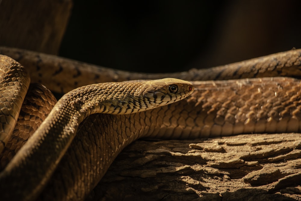 a close up of a snake on a rock