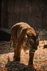 a large tiger walking across a grass covered field