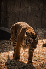 a large tiger walking across a grass covered field