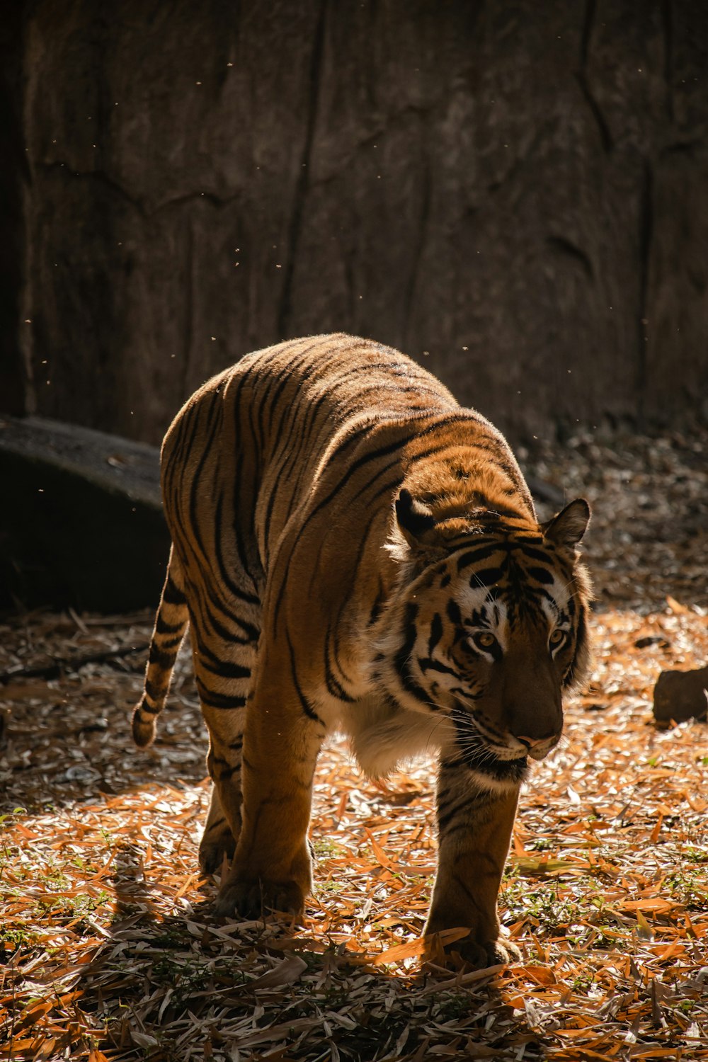 a large tiger walking across a grass covered field