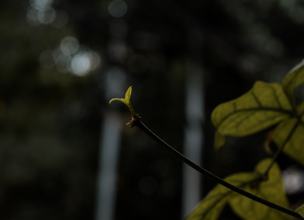 a small green plant with leaves on a branch