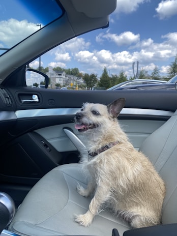 A small, light-colored dog sits happily in the passenger seat of a car with a scenic view of houses and greenery visible in the background through the window. The dog's tongue is out, and it looks content.