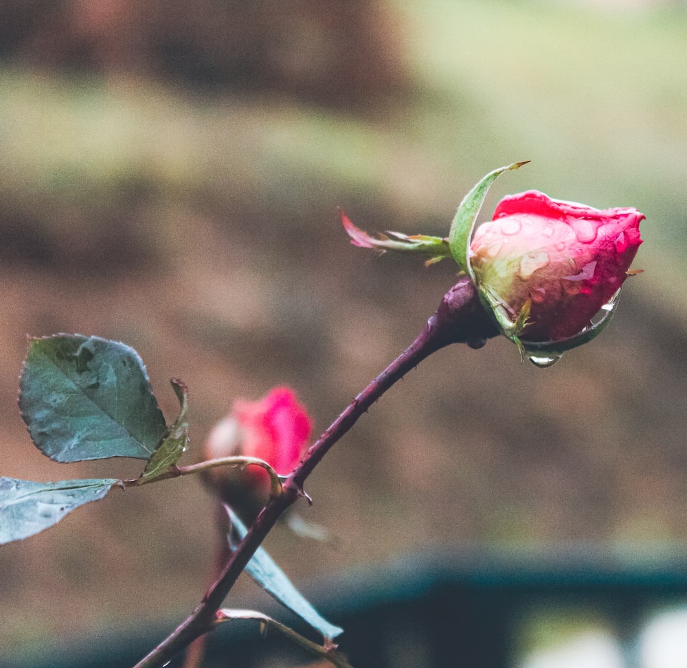 a single rose bud with water droplets on it
