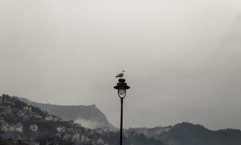 a street light with a bird sitting on top of it