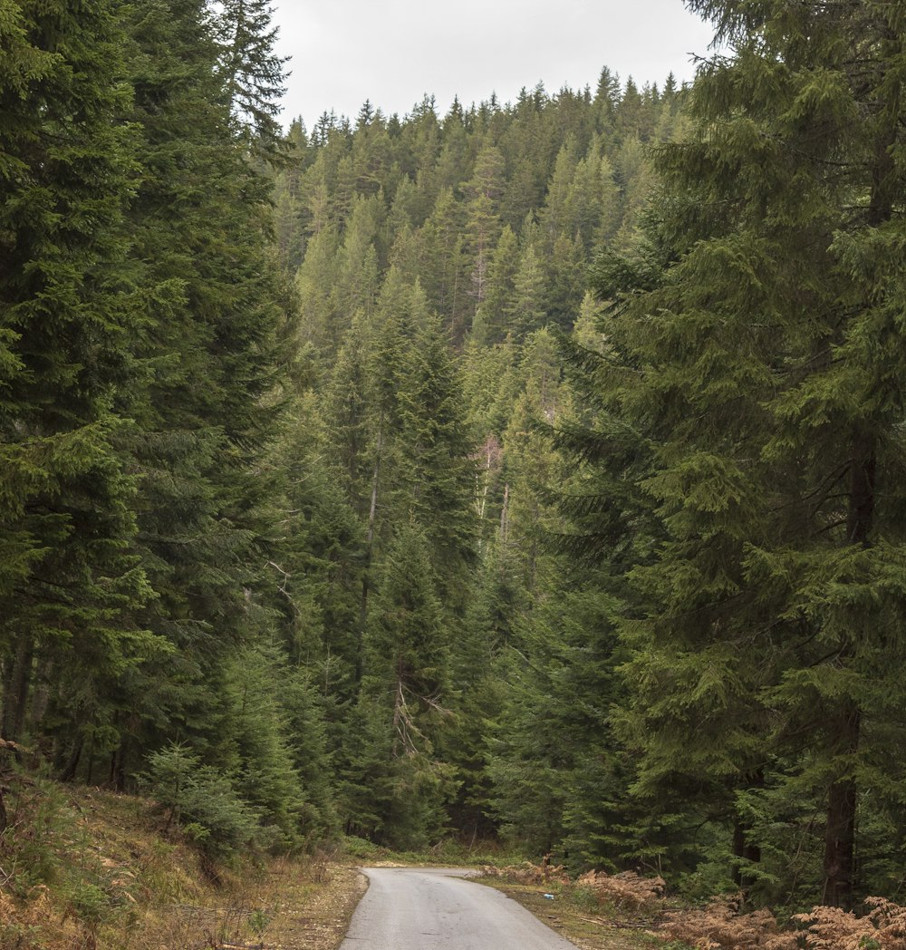 a road in the middle of a forest