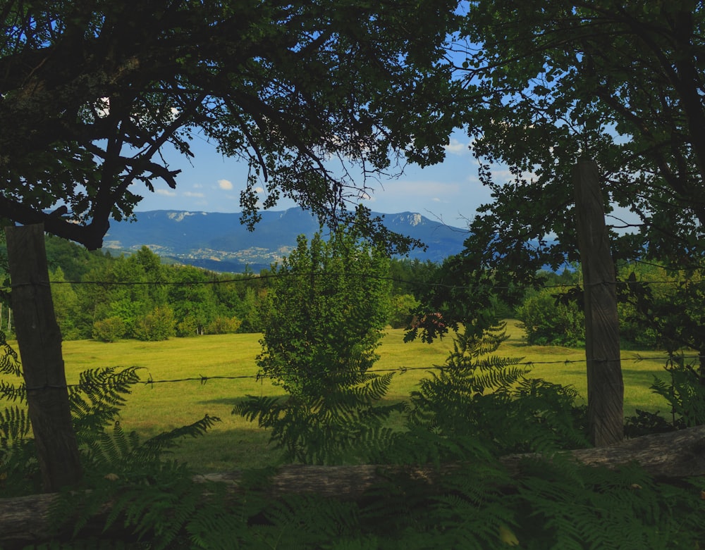 a lush green forest filled with lots of trees