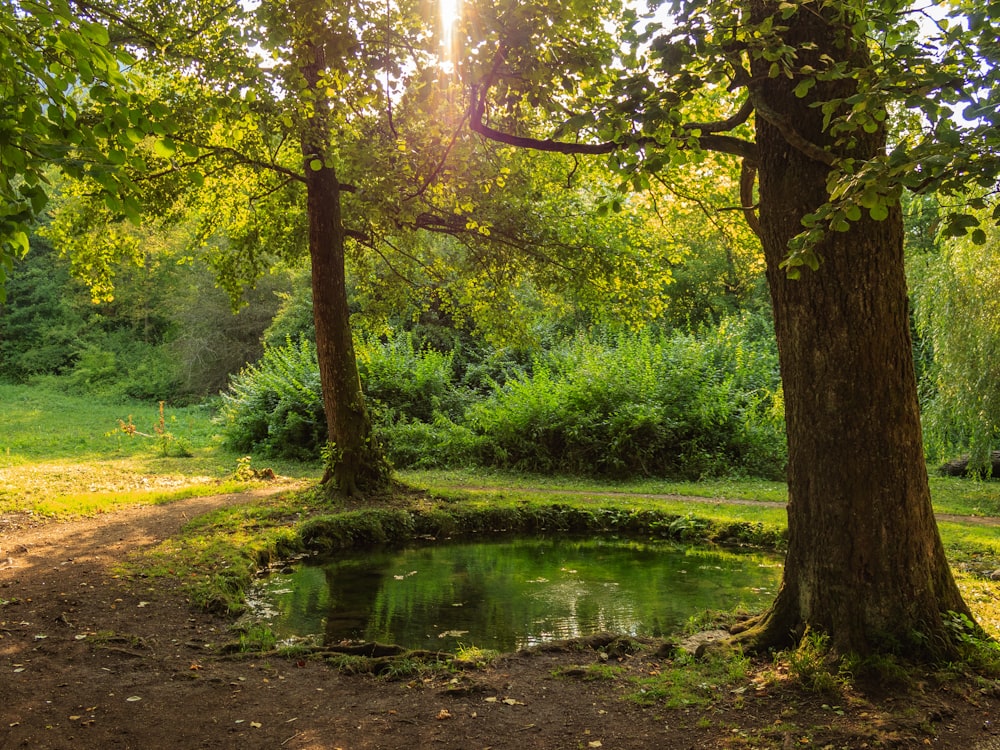 a small pond in the middle of a forest