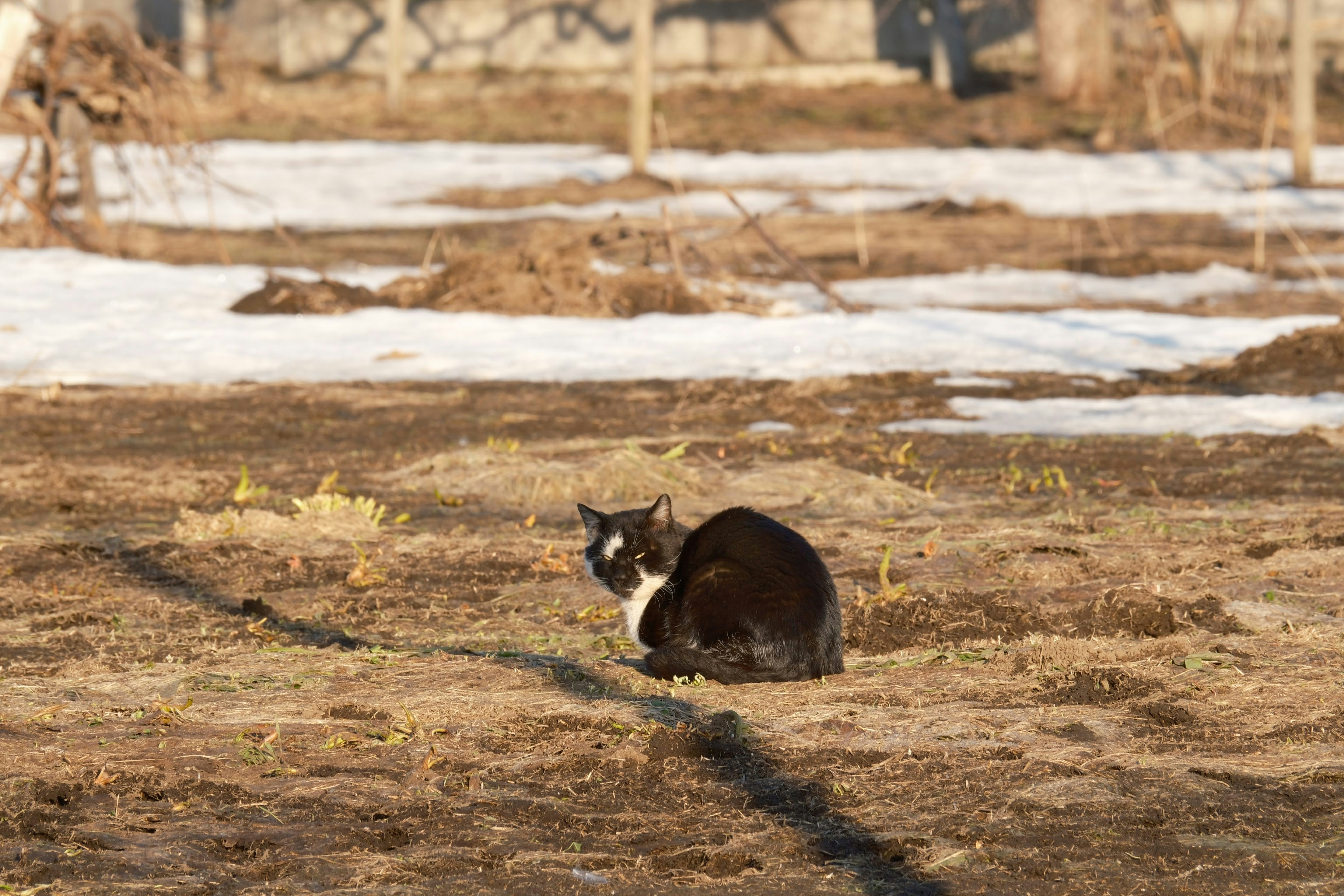 a black and white cat sitting in the middle of a field