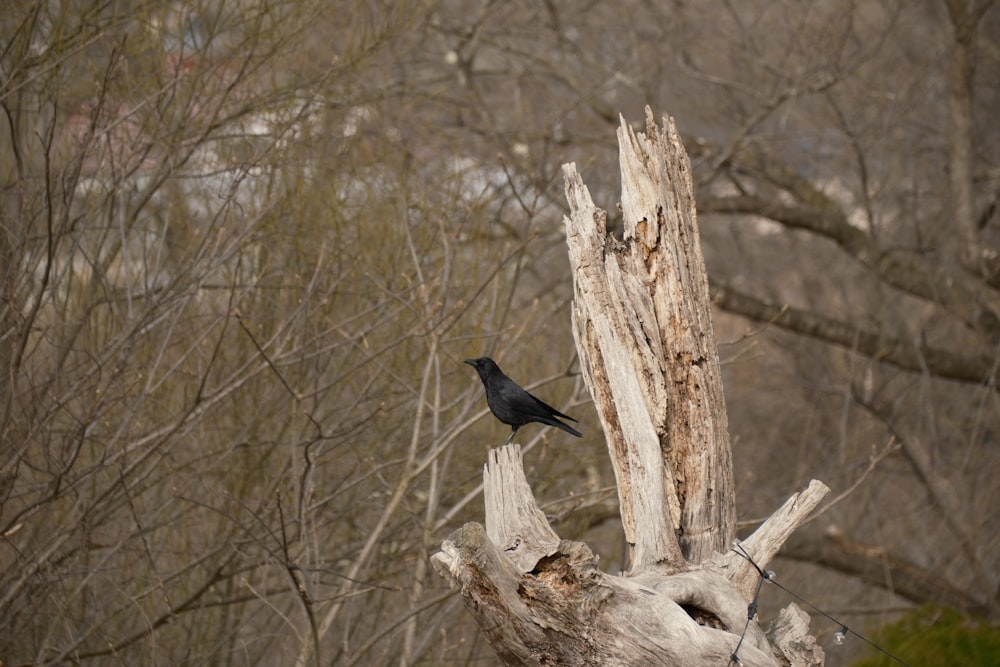 a black bird perched on a tree stump