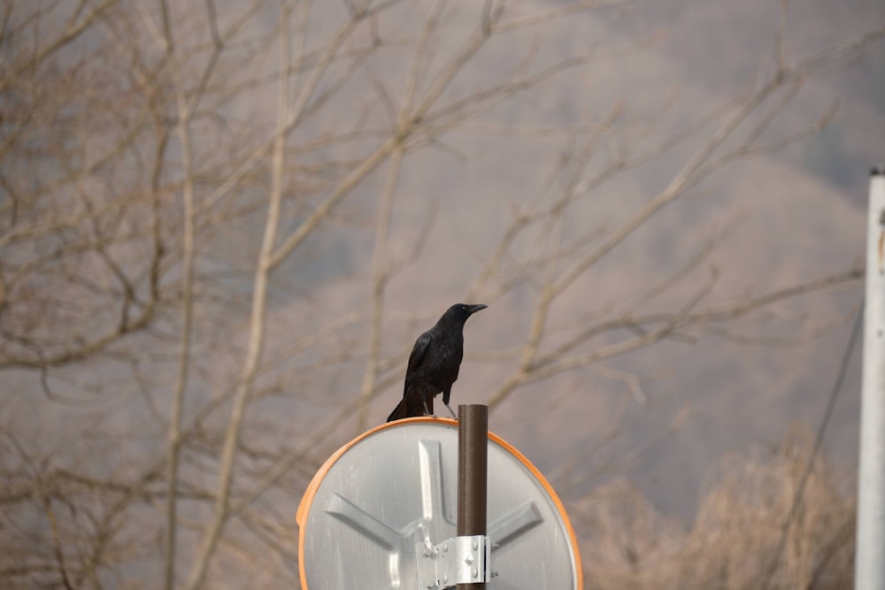 a black bird sitting on top of a satellite dish
