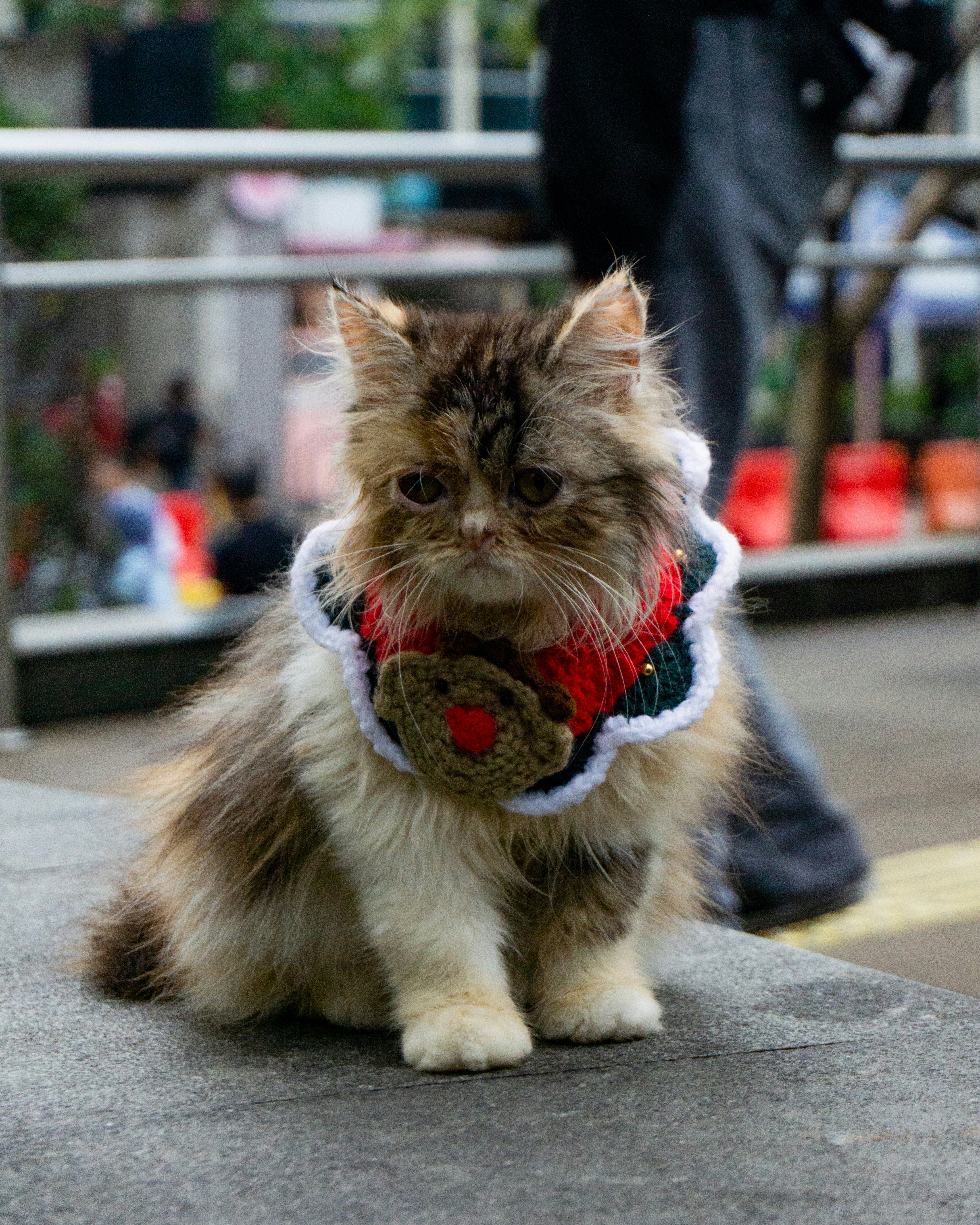a cat with a sweater on walking down the street