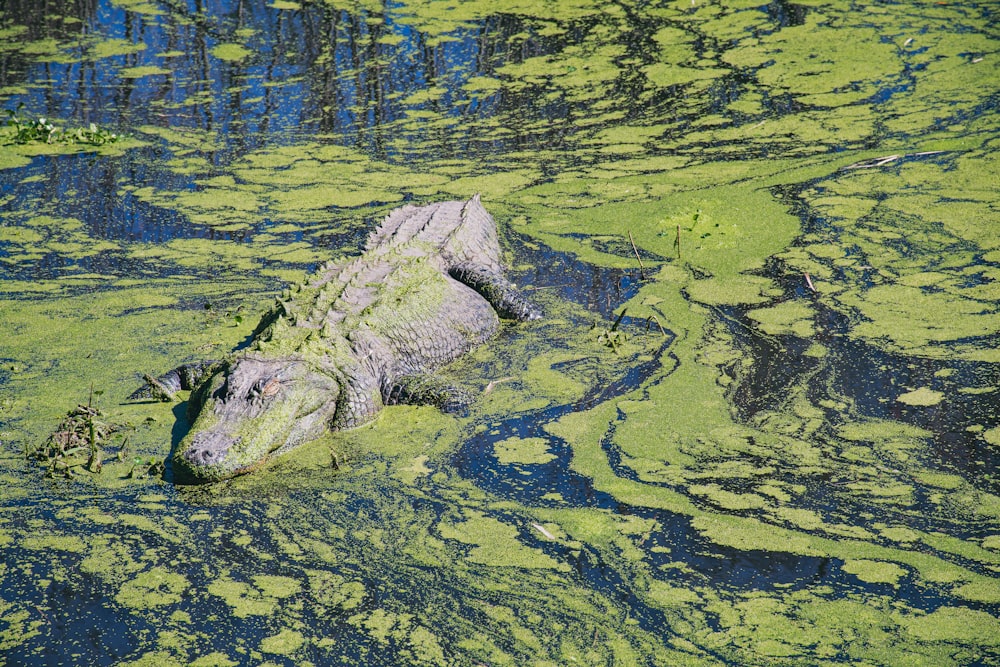 um grande jacaré está submerso em algas verdes