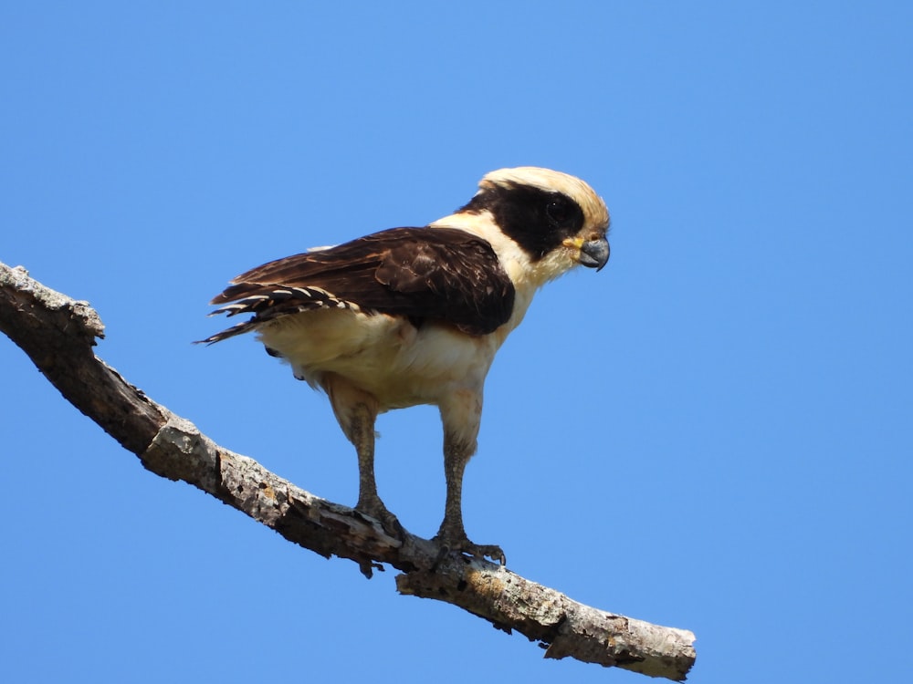 a bird perched on a tree branch with a blue sky in the background