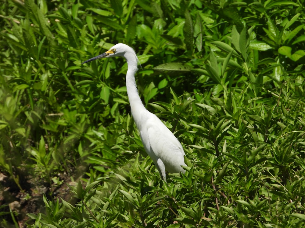 a white bird standing in the middle of a lush green field