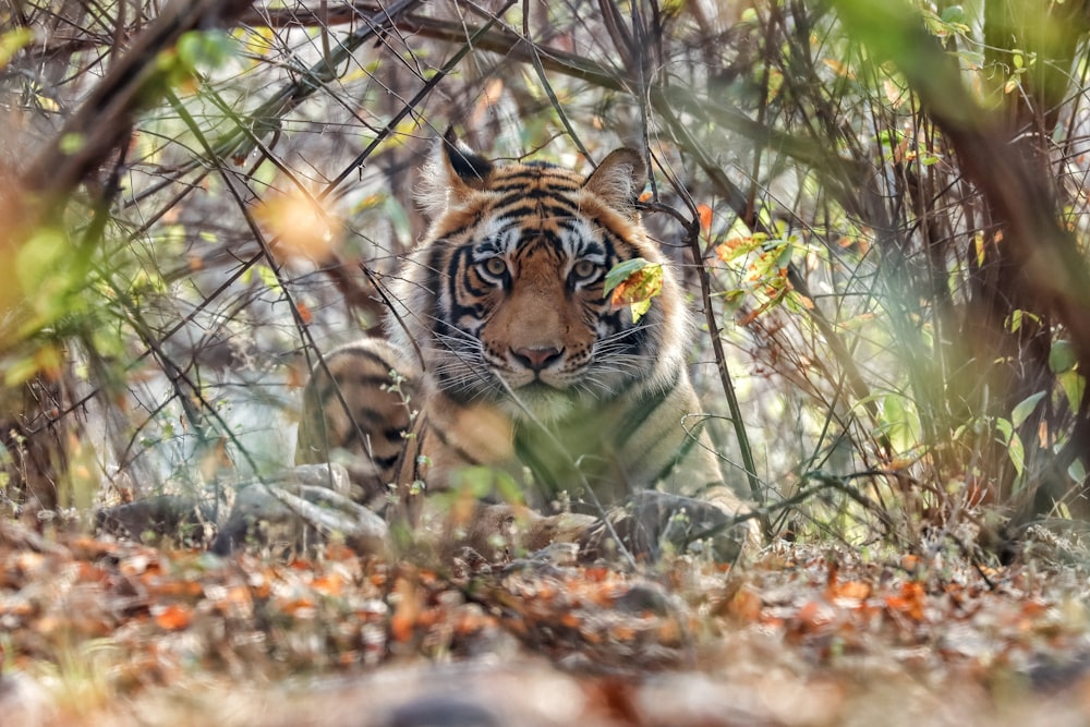 a tiger walking through a forest filled with trees