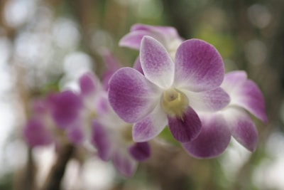 Close-up of a delicate purple orchid in bloom.