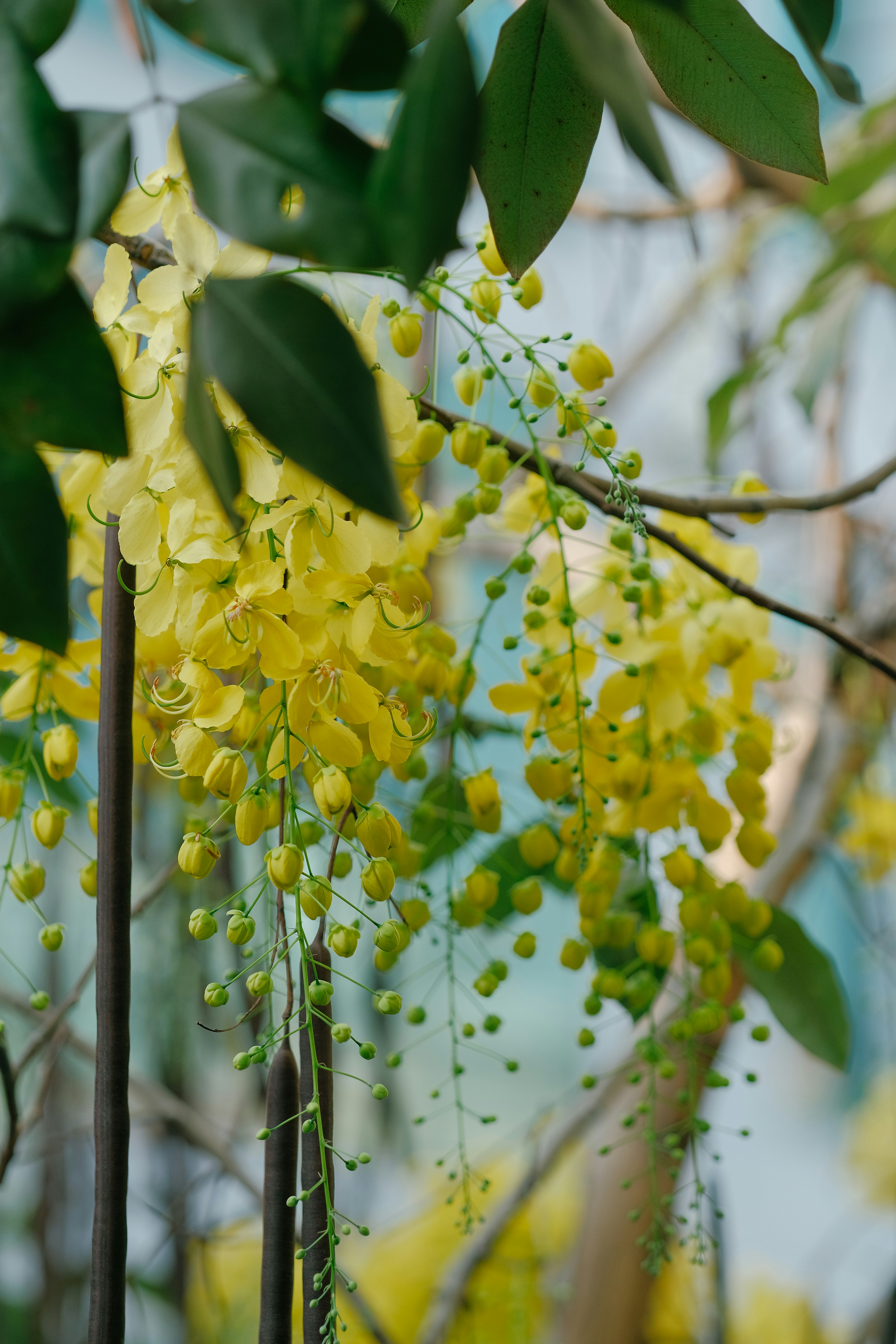 Photo by nguyentrungnguyen