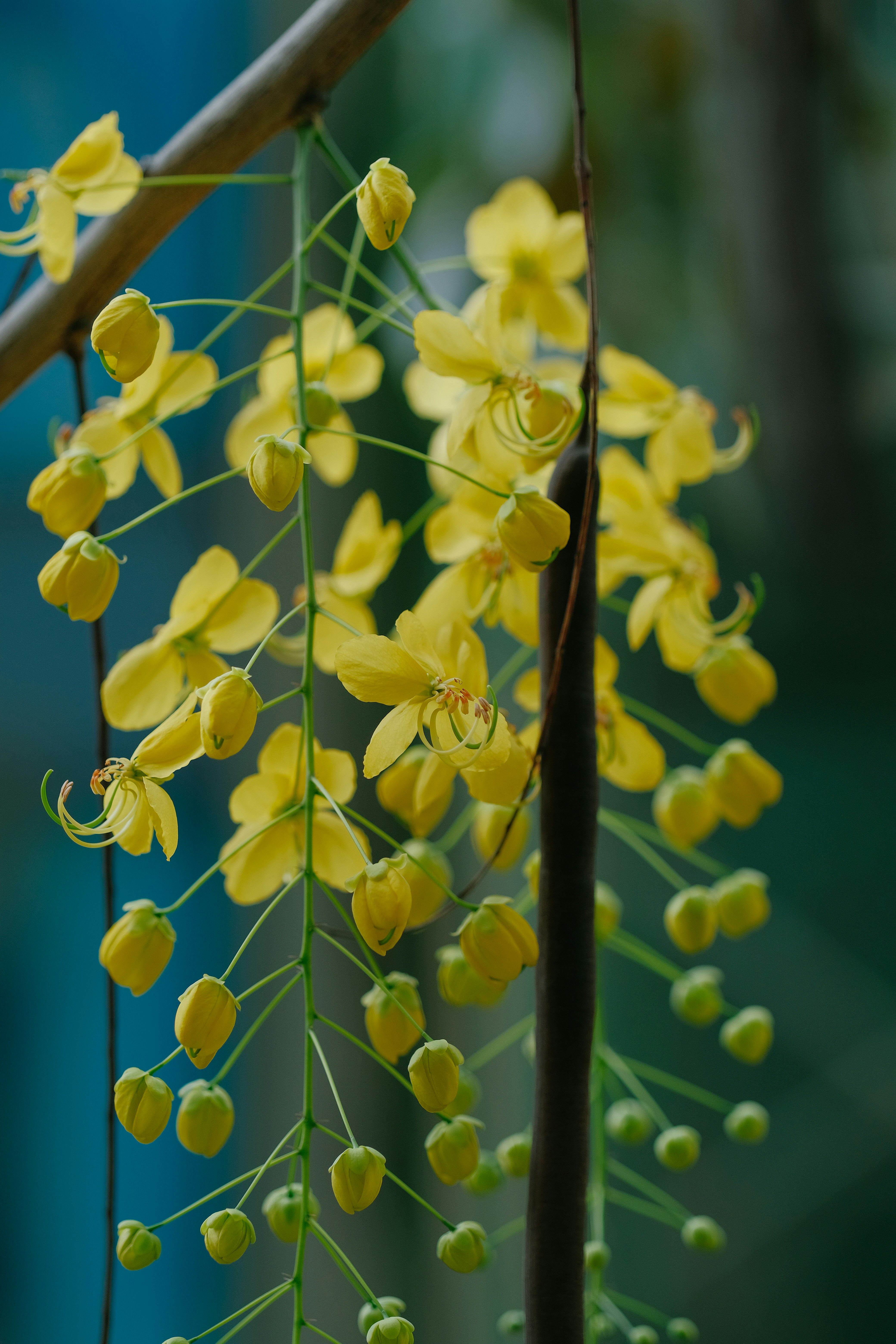 Photo by nguyentrungnguyen