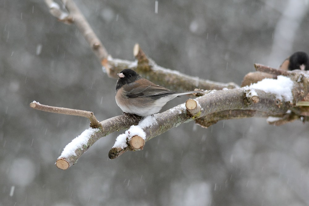 a bird sitting on a branch in the snow