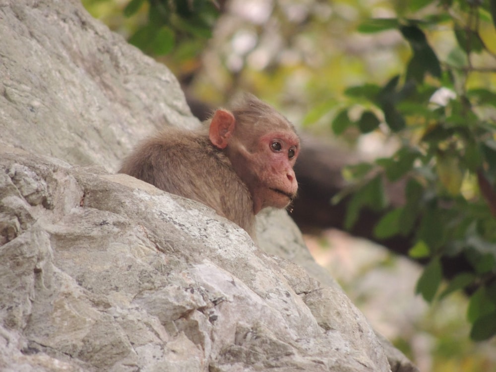 a monkey sitting on top of a large rock