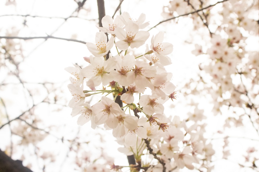 a close up of a tree with white flowers