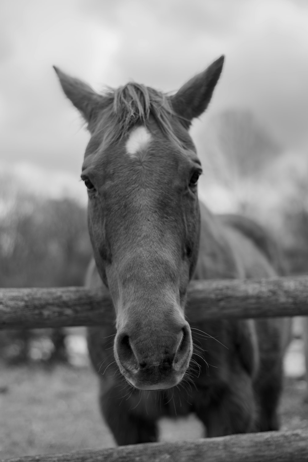 Una foto en blanco y negro de un caballo mirando por encima de una valla