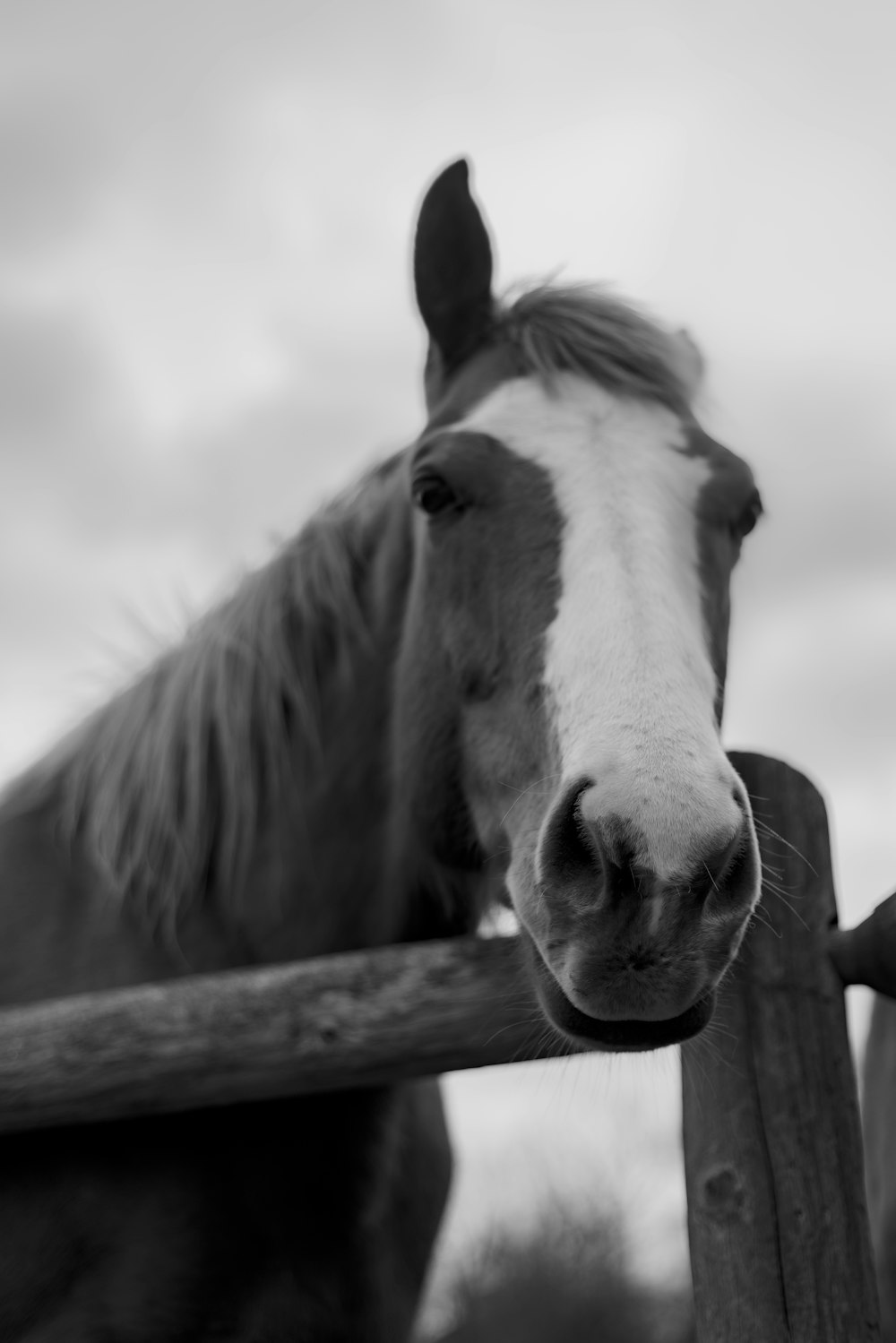 a black and white photo of a horse looking over a fence