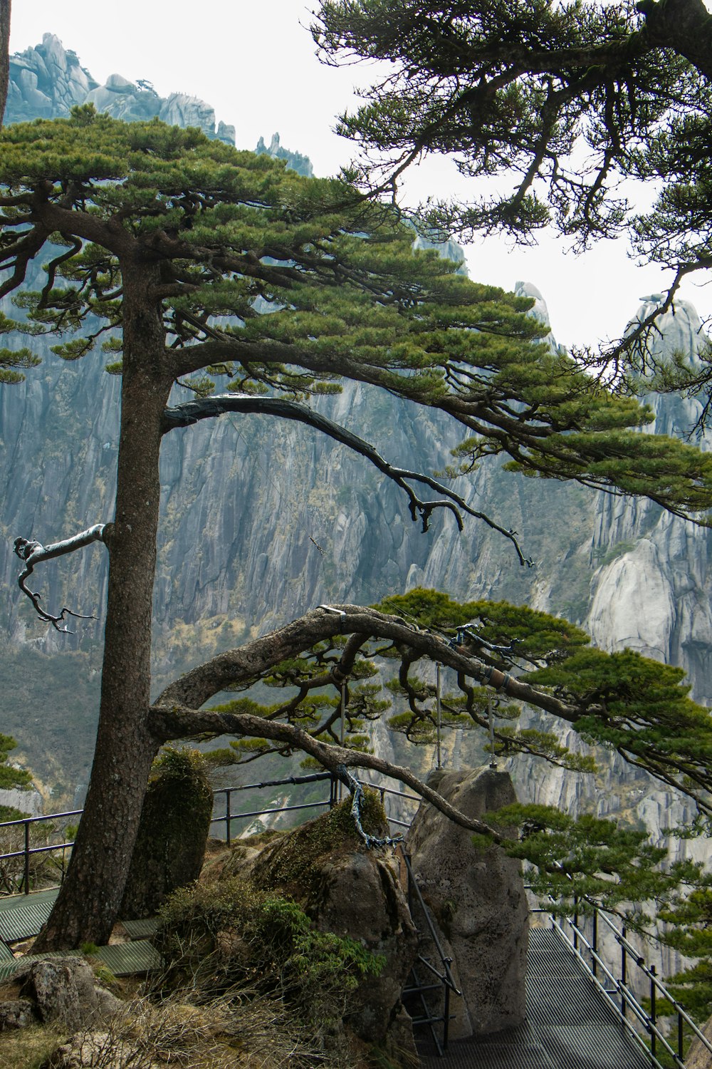 a very tall tree sitting on top of a lush green hillside