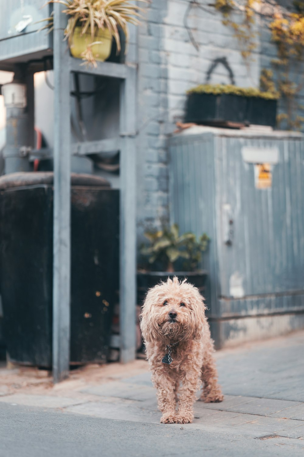 a brown dog standing on a sidewalk next to a building