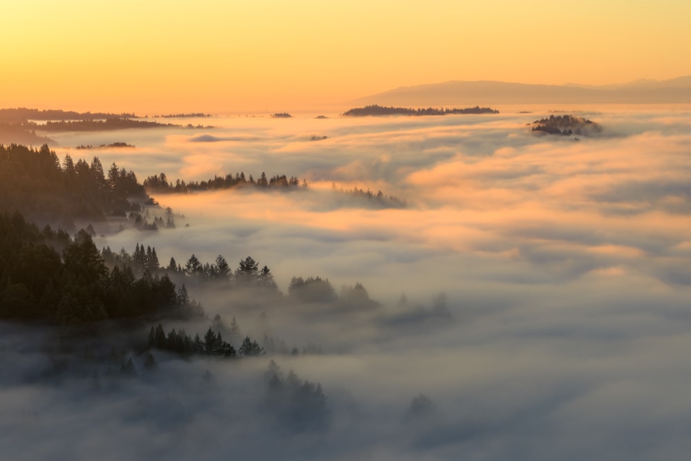 the sun is setting over a foggy forest