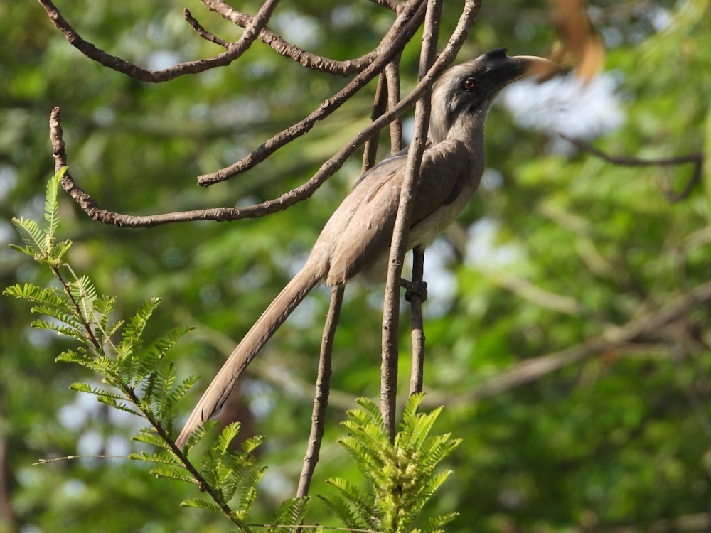 a bird perched on a branch in a tree