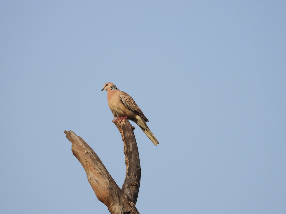 a bird sitting on top of a tree branch