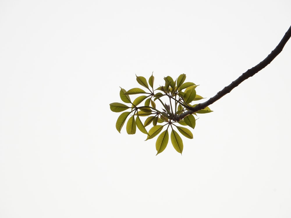 a tree branch with green leaves against a white sky