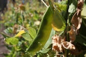 A close-up of a green bean pod hanging from a plant, surrounded by various leaves. Some of the leaves in the foreground and background are green and fresh, while others appear dry and wilted. The background is blurred, indicating a shallow depth of field.