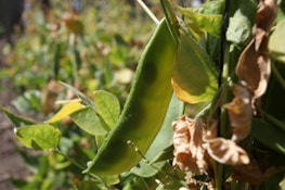A close-up of a green bean pod hanging from a plant, surrounded by various leaves. Some of the leaves in the foreground and background are green and fresh, while others appear dry and wilted. The background is blurred, indicating a shallow depth of field.