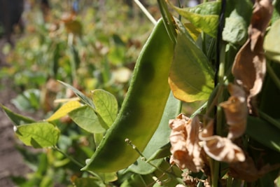 Close-up of fresh green beans hanging on the plant in a sunny field.