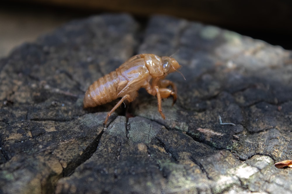 a close up of a bug on a piece of wood