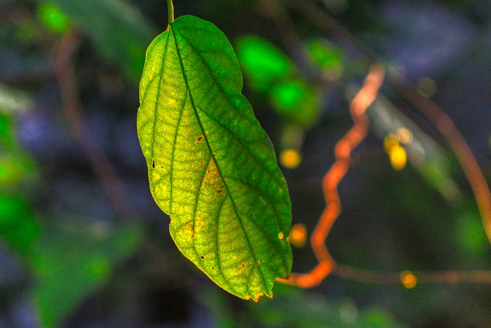 a green leaf hanging from a tree branch