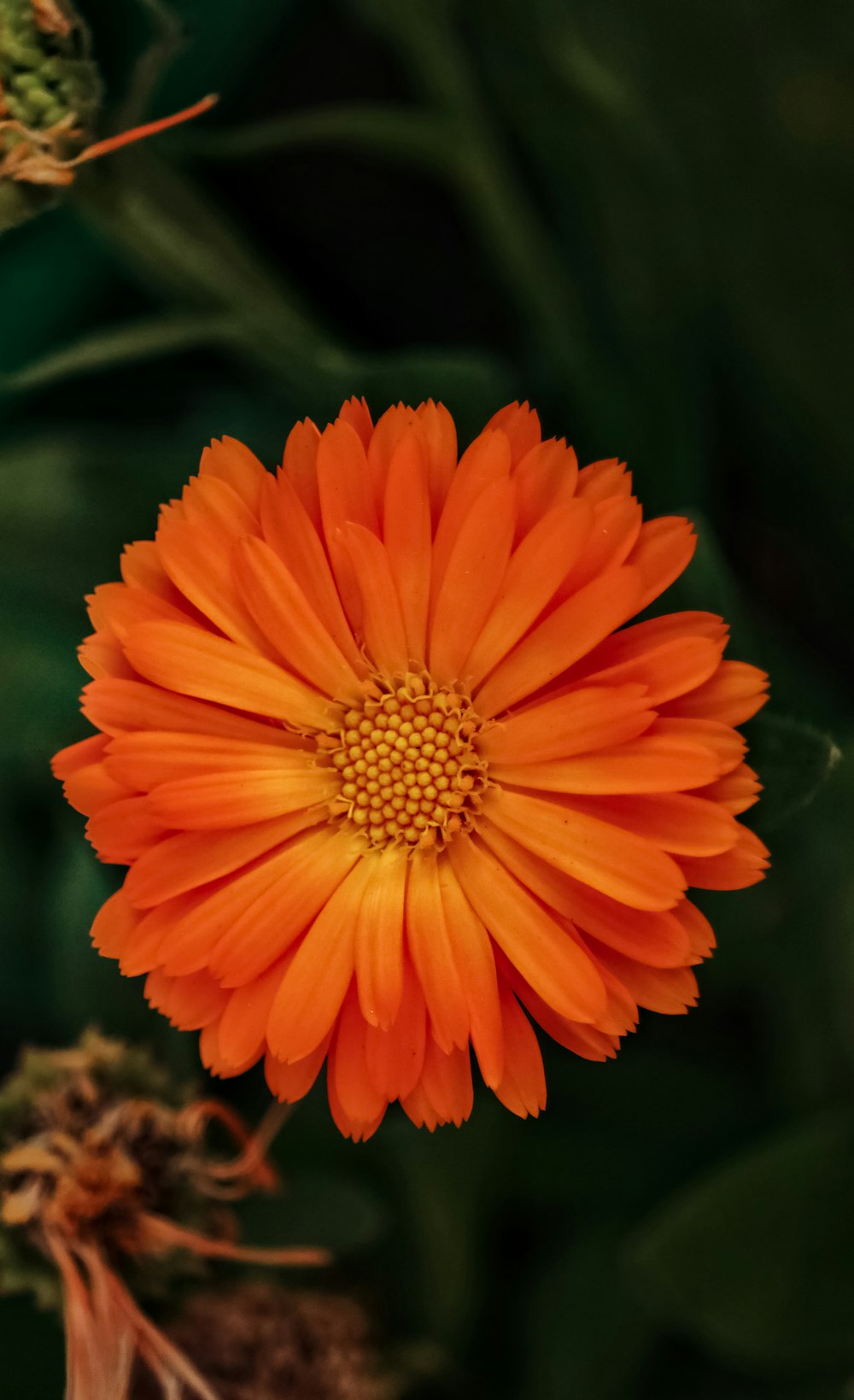 an orange flower with a green background